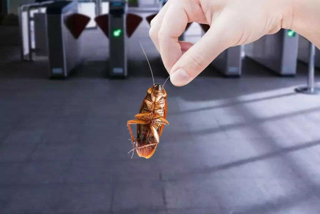 comment eviter les cafards dans une valise