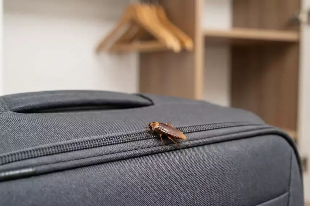 eviter de ramener des cafards dans sa valise