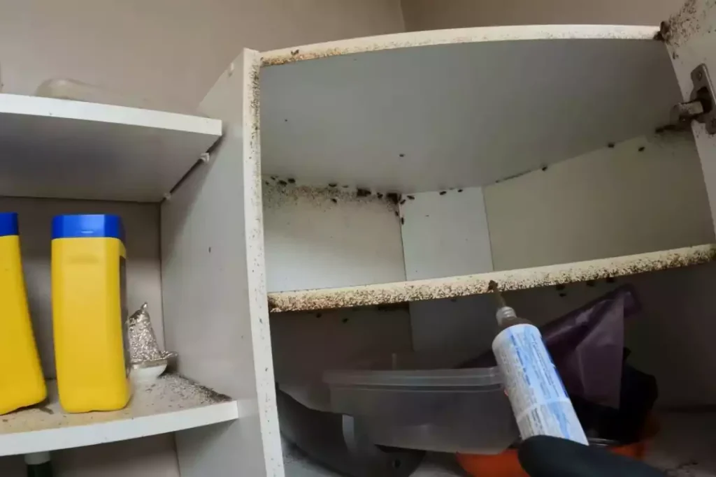 infestation cafard locataire ou propriétaire