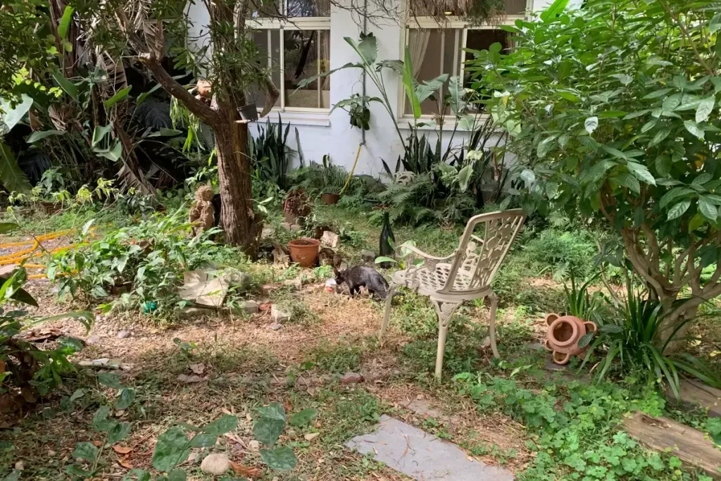 cafard noir et blanc difference blatte