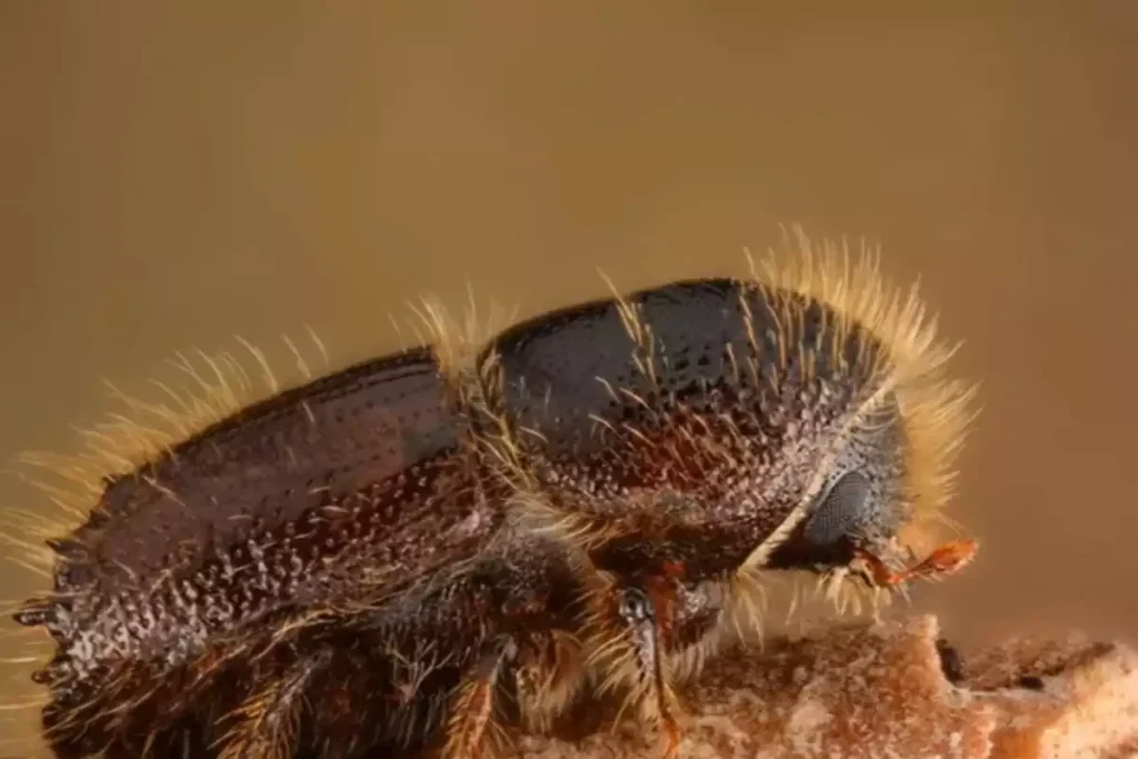 bois attaque scolyte maison