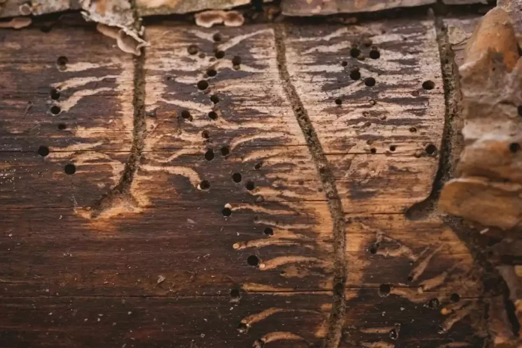 insecte scolyte maison