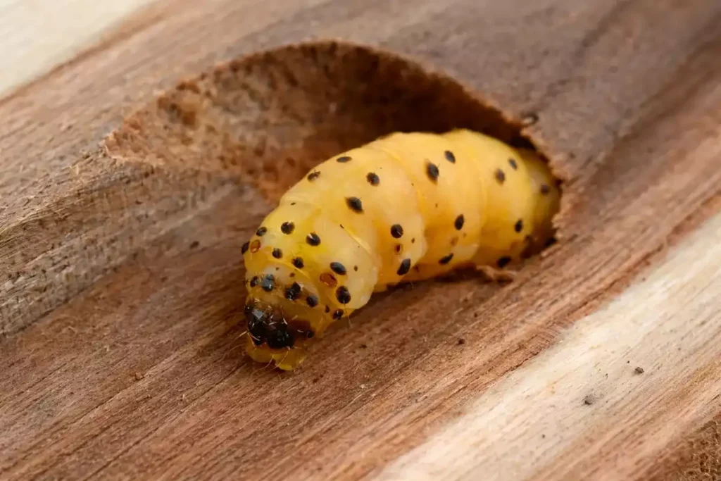 invasion scolyte maison