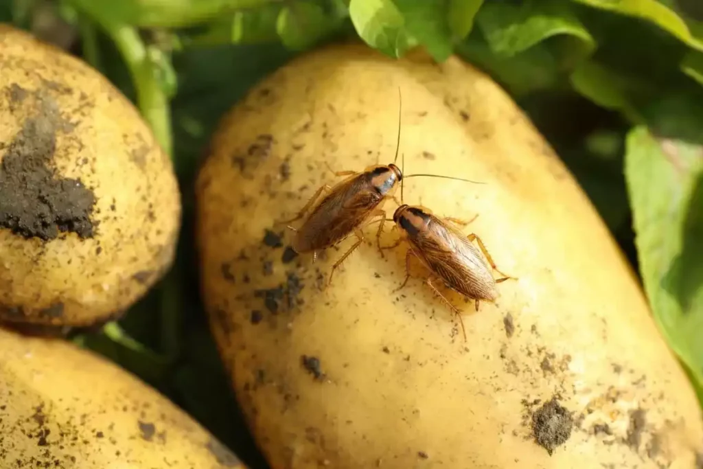 recette anti cafard pomme de terre