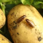 recette anti cafard pomme de terre