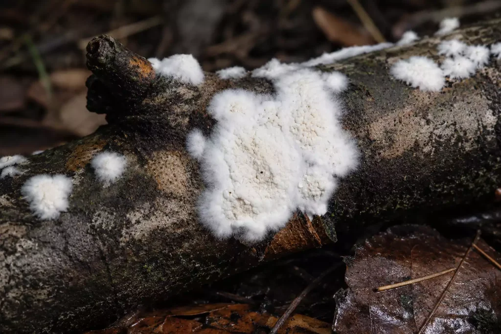 Champignon blanc sur bois extérieur : traitement