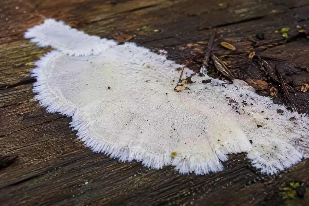 Champignon blanc sur bois extérieur