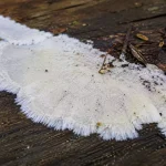 Champignon blanc sur bois extérieur